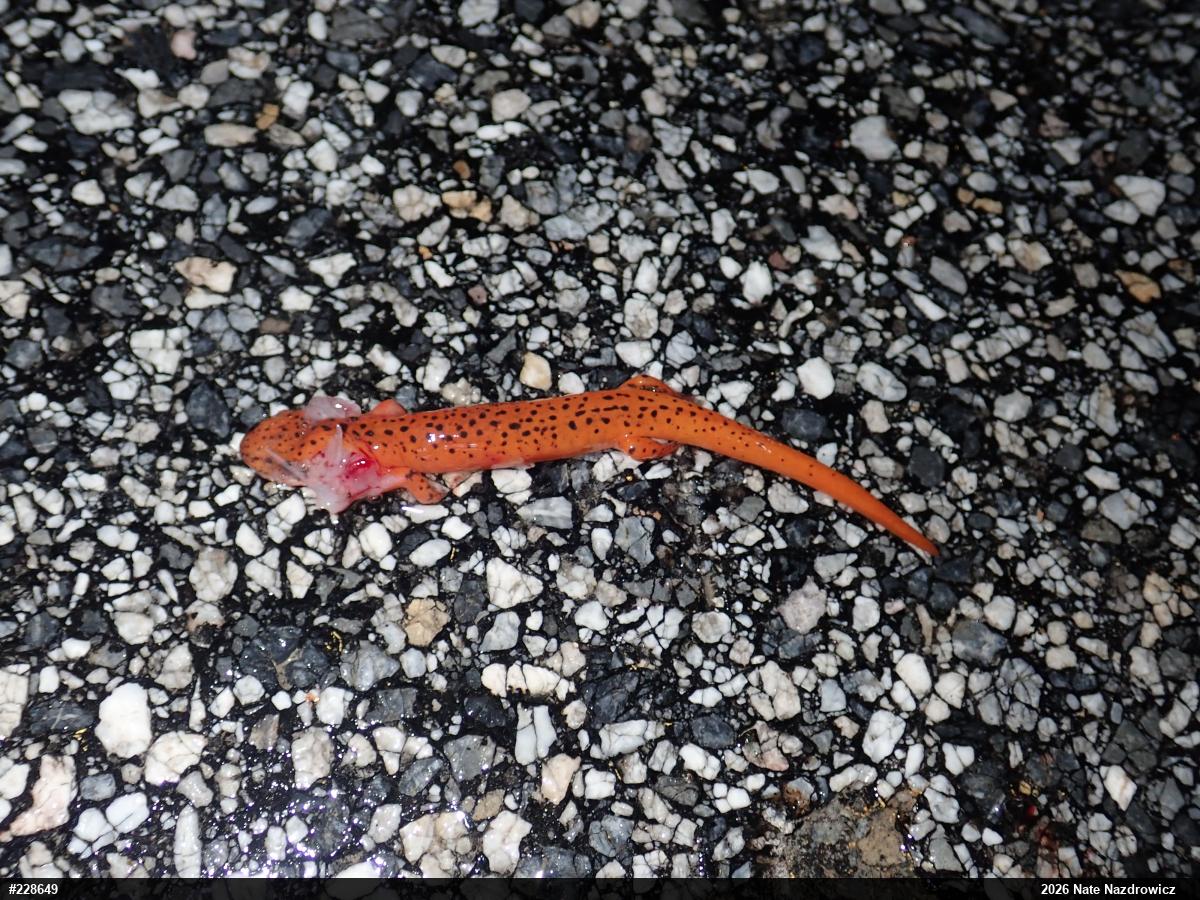 Northern Red Salamander