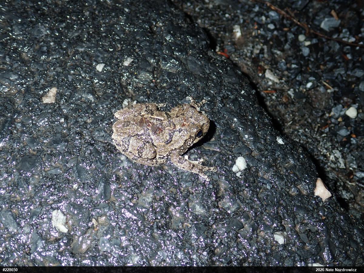 Unknown Gray Treefrog