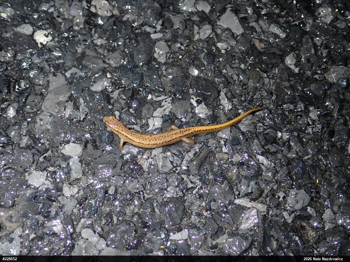Northern Two-lined Salamander