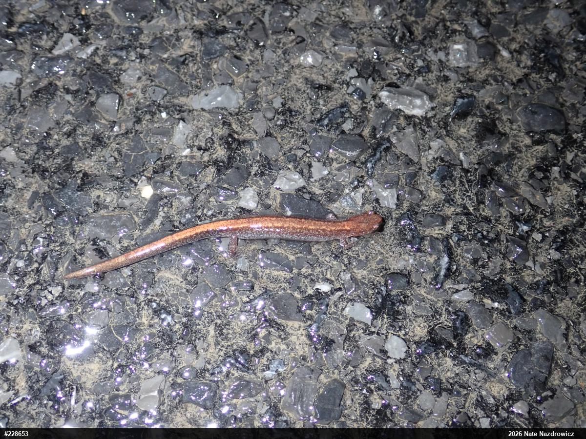 Eastern Red-backed  Salamander