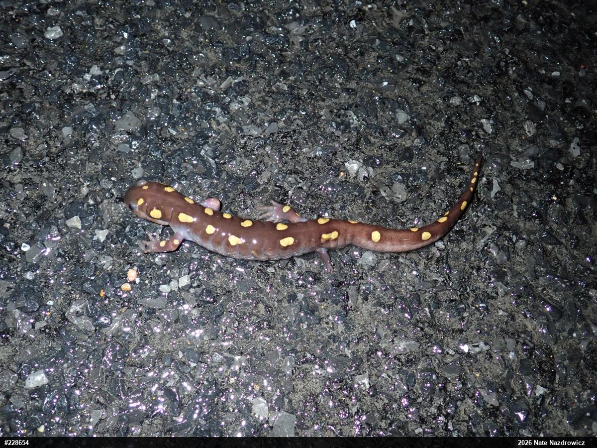 Spotted Salamander