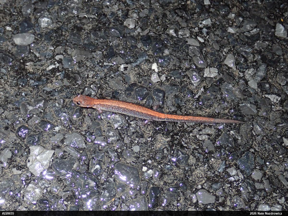 Eastern Red-backed  Salamander