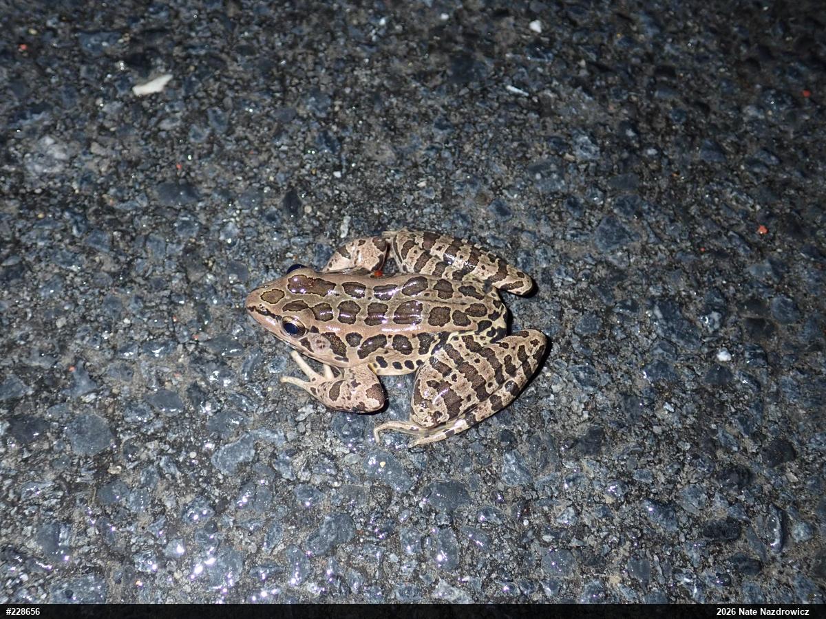Pickerel Frog