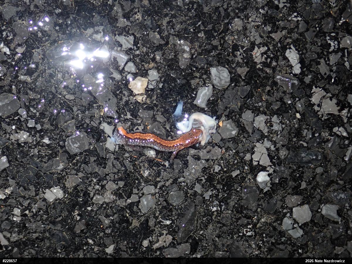 Eastern Red-backed  Salamander