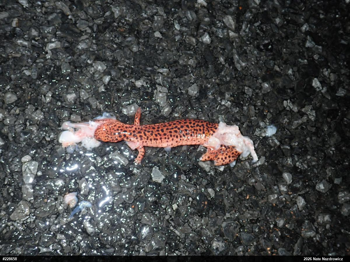 Northern Red Salamander