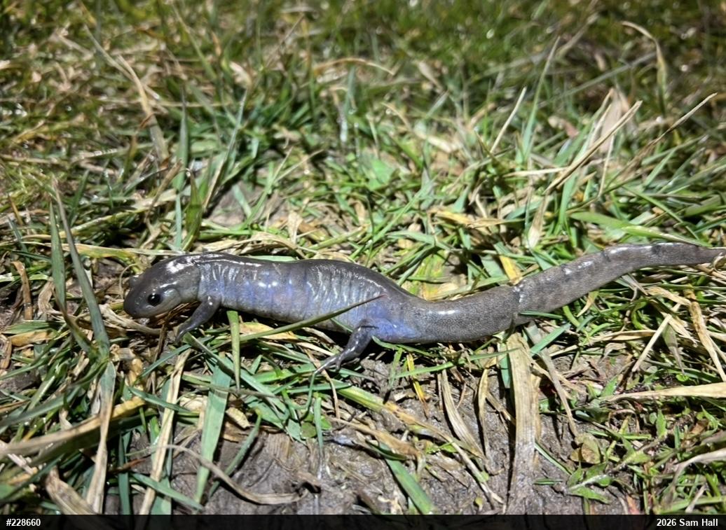Jefferson Salamander