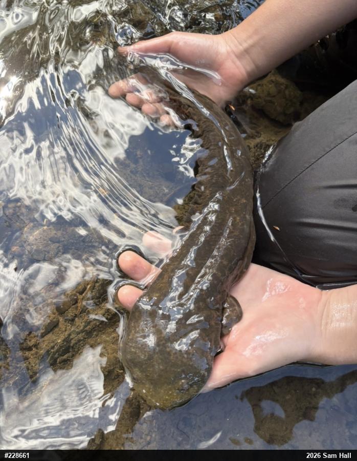 Eastern Hellbender