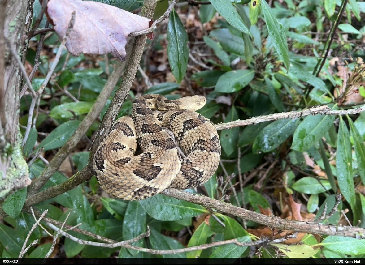 Timber Rattlesnake