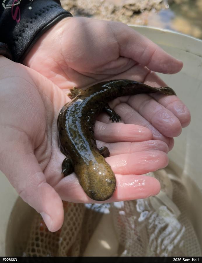 Eastern Hellbender