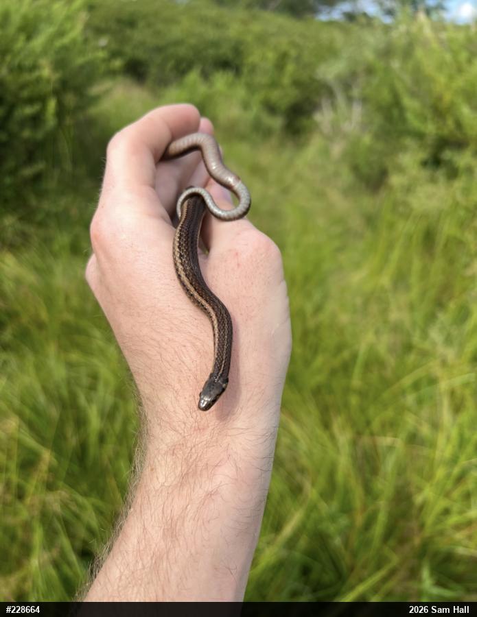 Shorthead Gartersnake