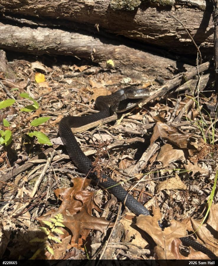 Eastern Ratsnake