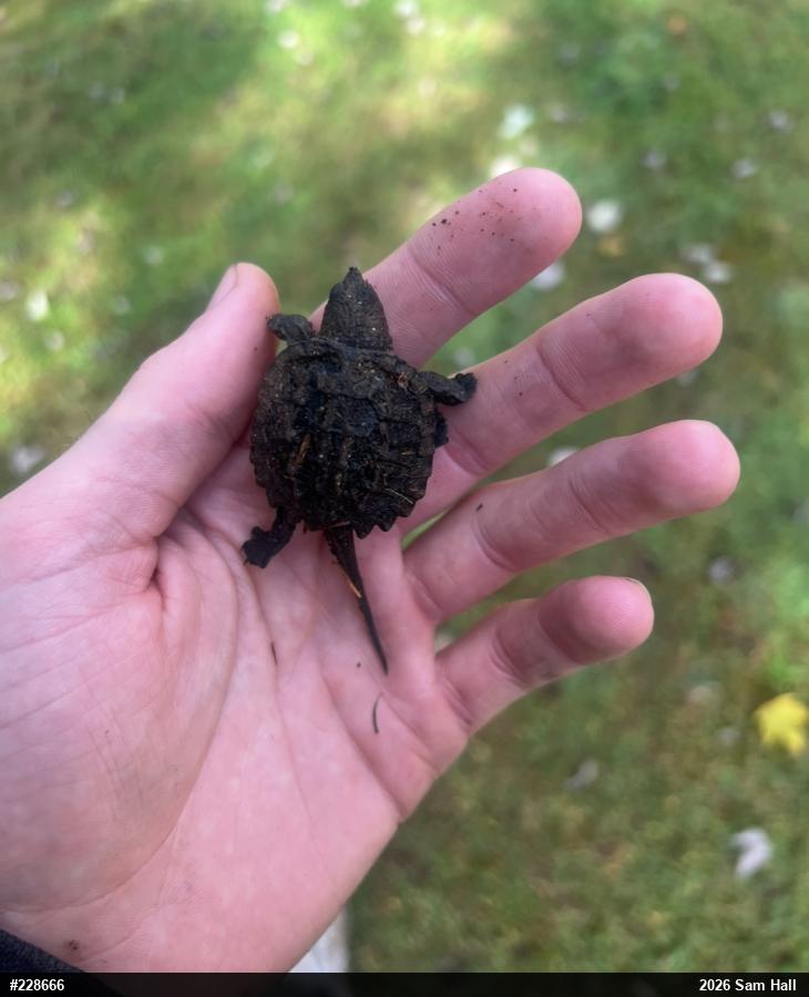 Snapping Turtle