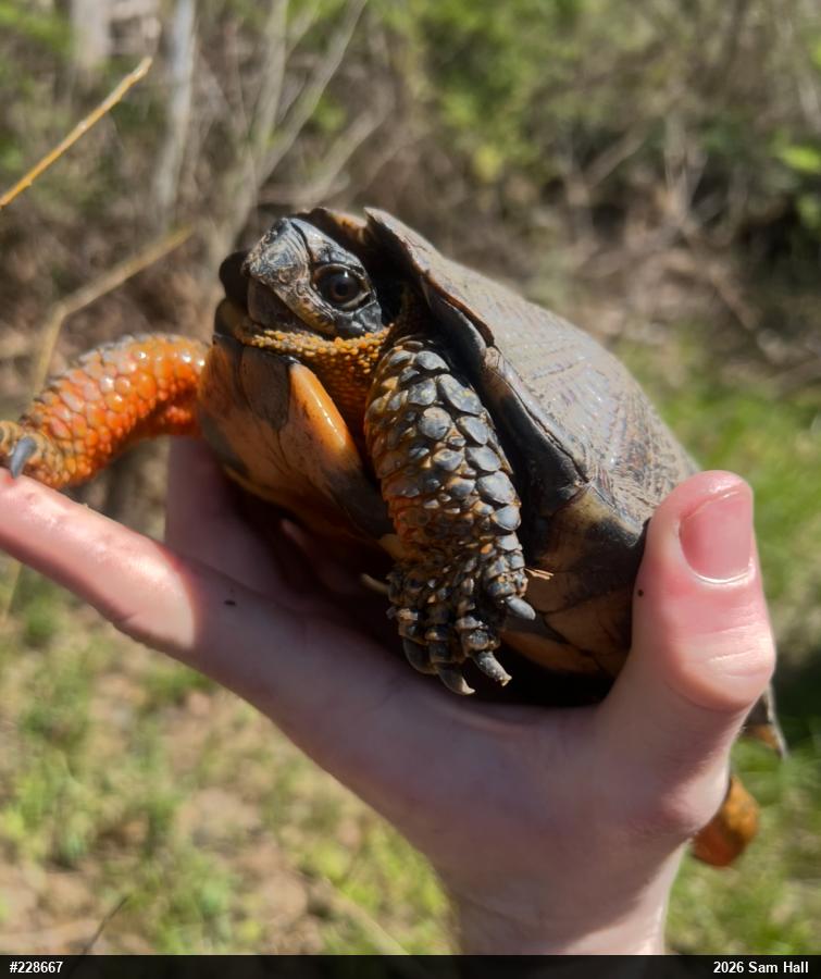 Wood Turtle