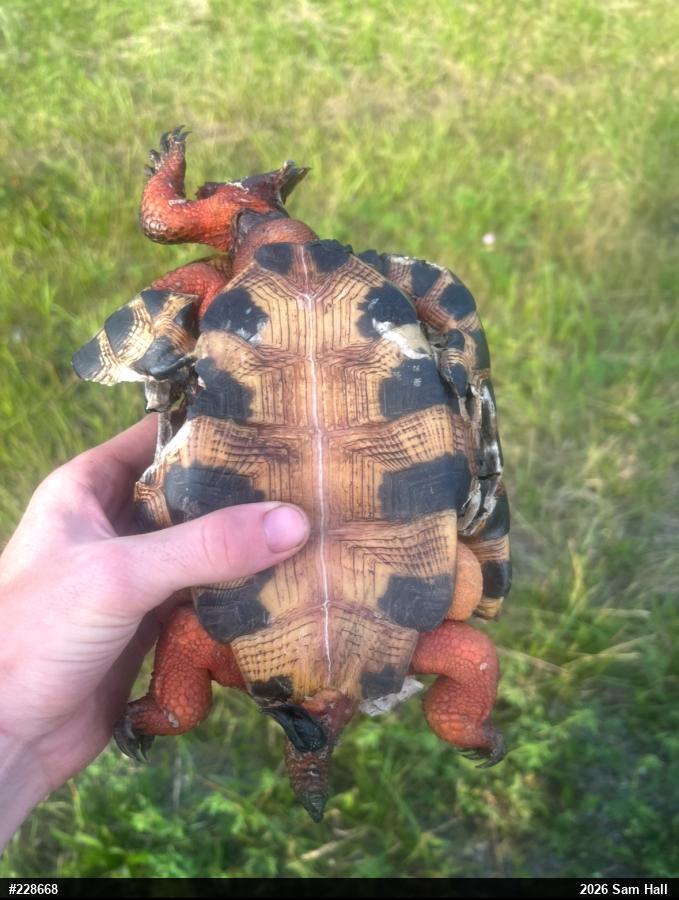 Wood Turtle