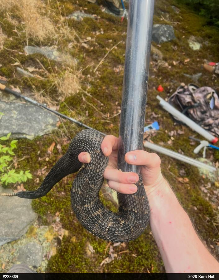 Timber Rattlesnake