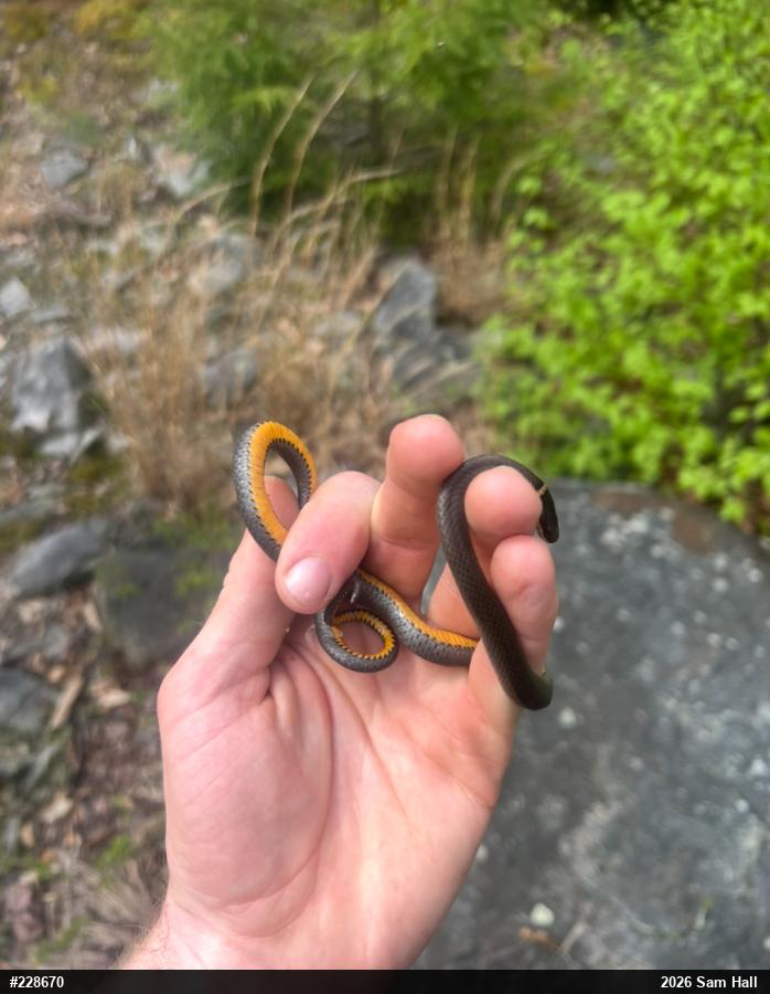 Northern Ring-necked Snake