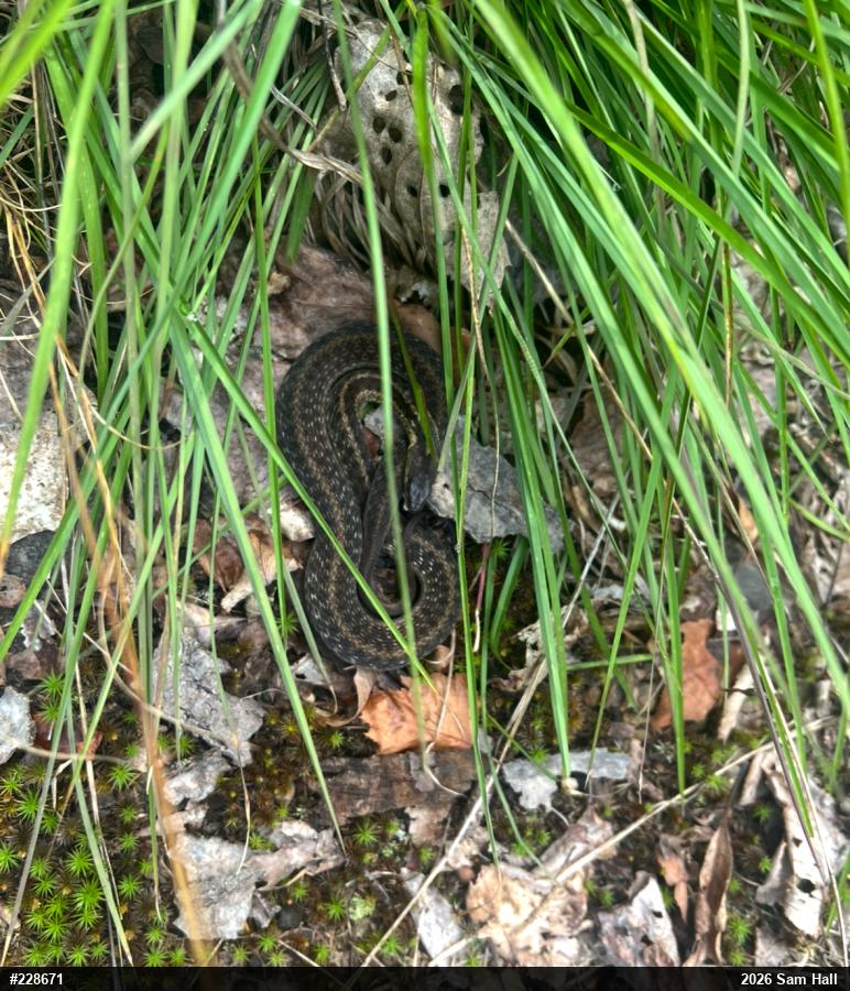 Eastern Gartersnake