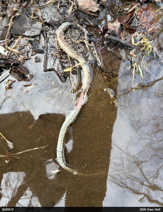 Eastern Gartersnake