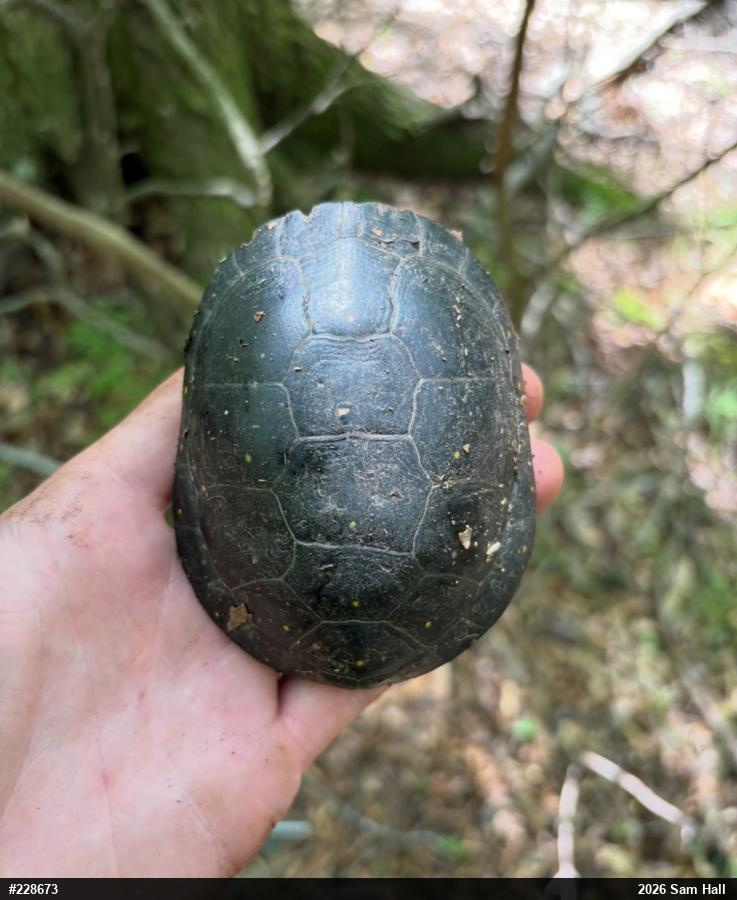 Spotted Turtle