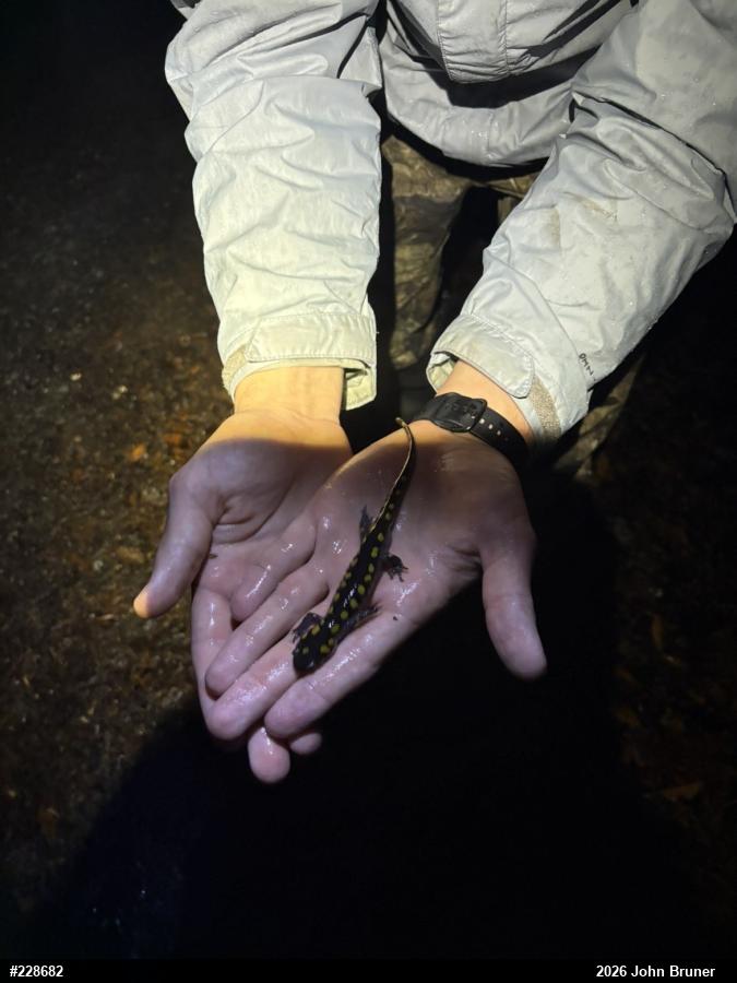 Spotted Salamander