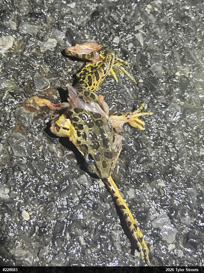 Pickerel Frog