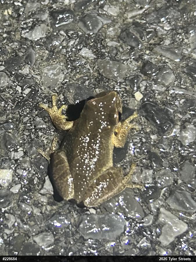 Spring Peeper