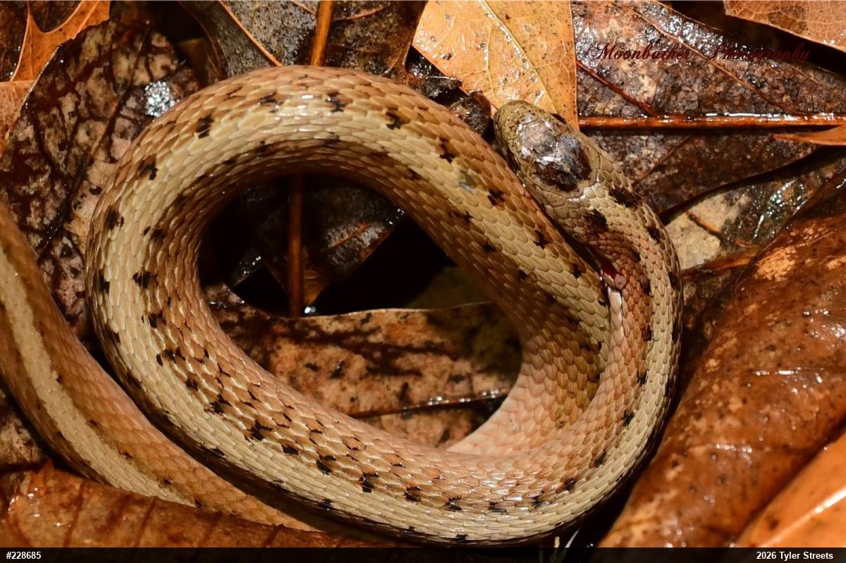Dekay's Brownsnake