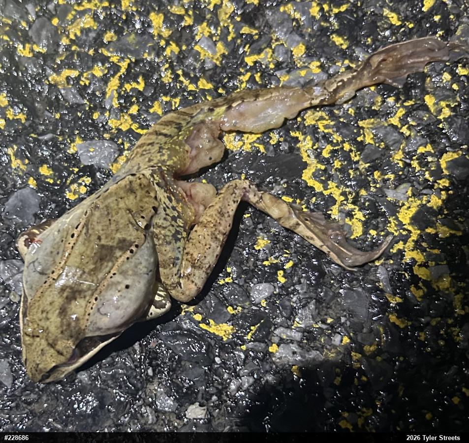 Wood Frog