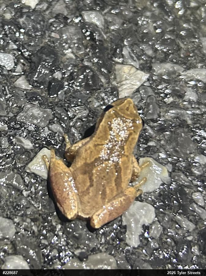 Spring Peeper