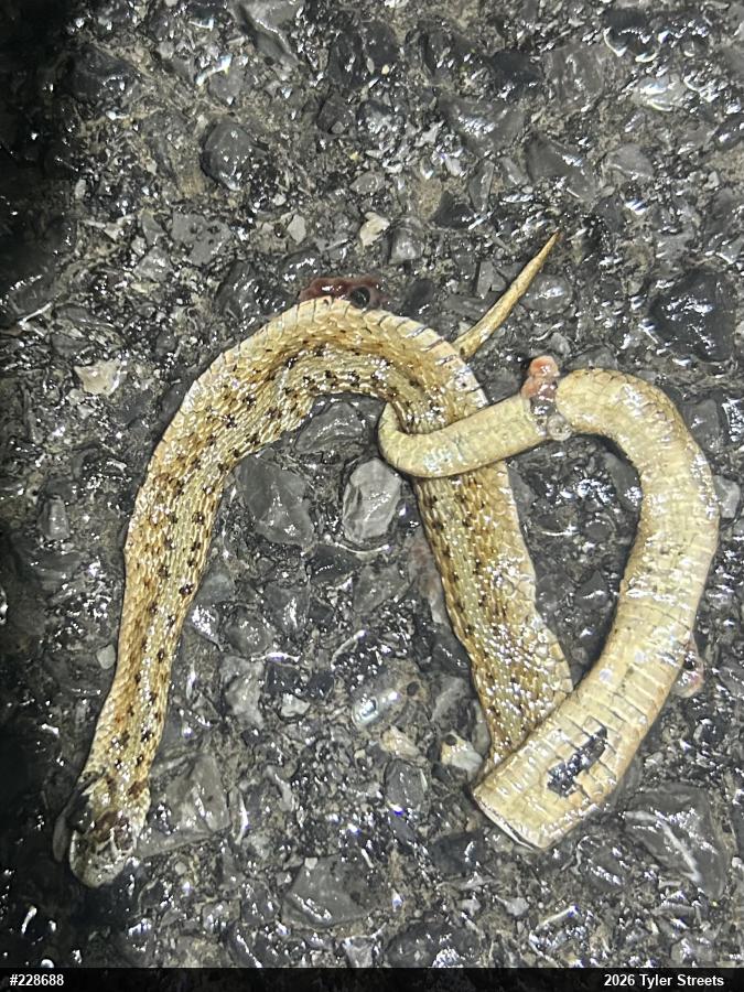 Dekay's Brownsnake