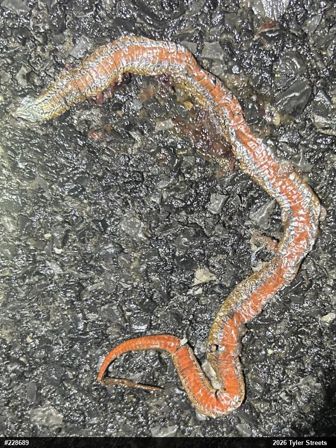 Red-bellied Snake