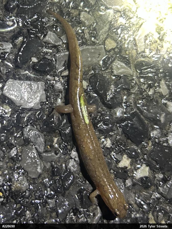 Northern Dusky Salamander