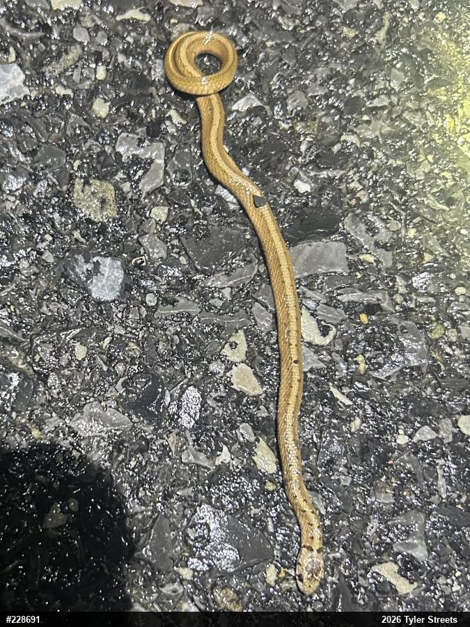 Dekay's Brownsnake