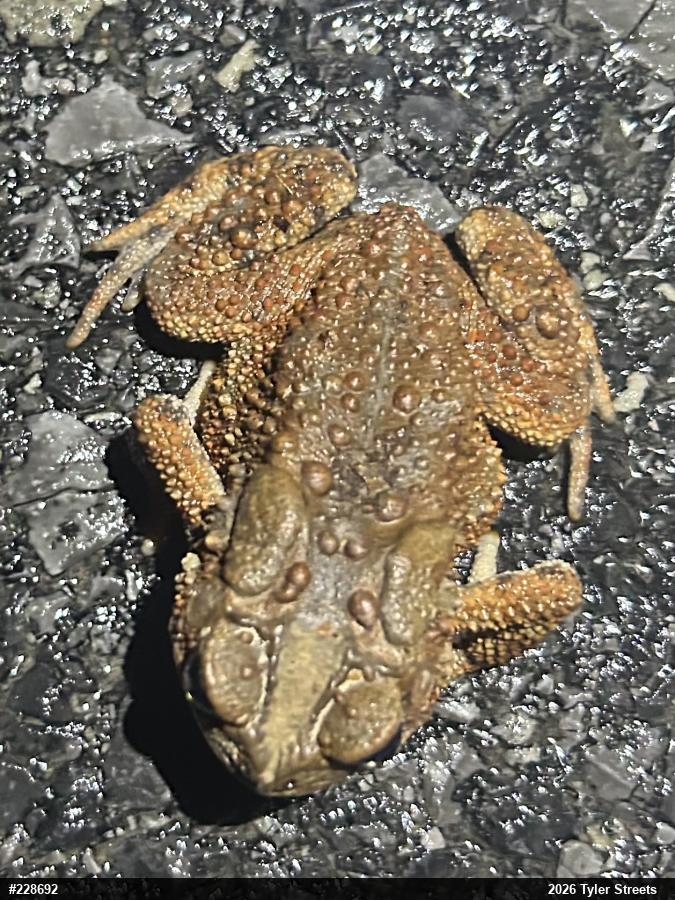 Eastern American Toad