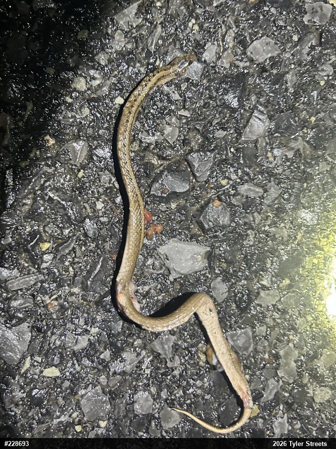 Dekay's Brownsnake