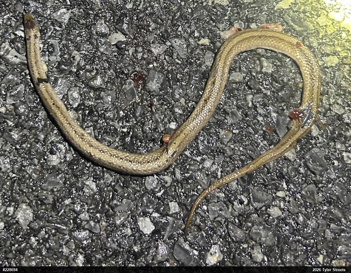 Dekay's Brownsnake