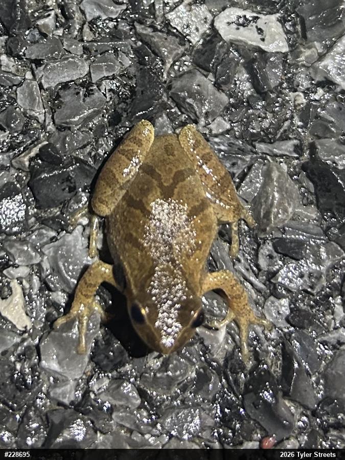 Spring Peeper