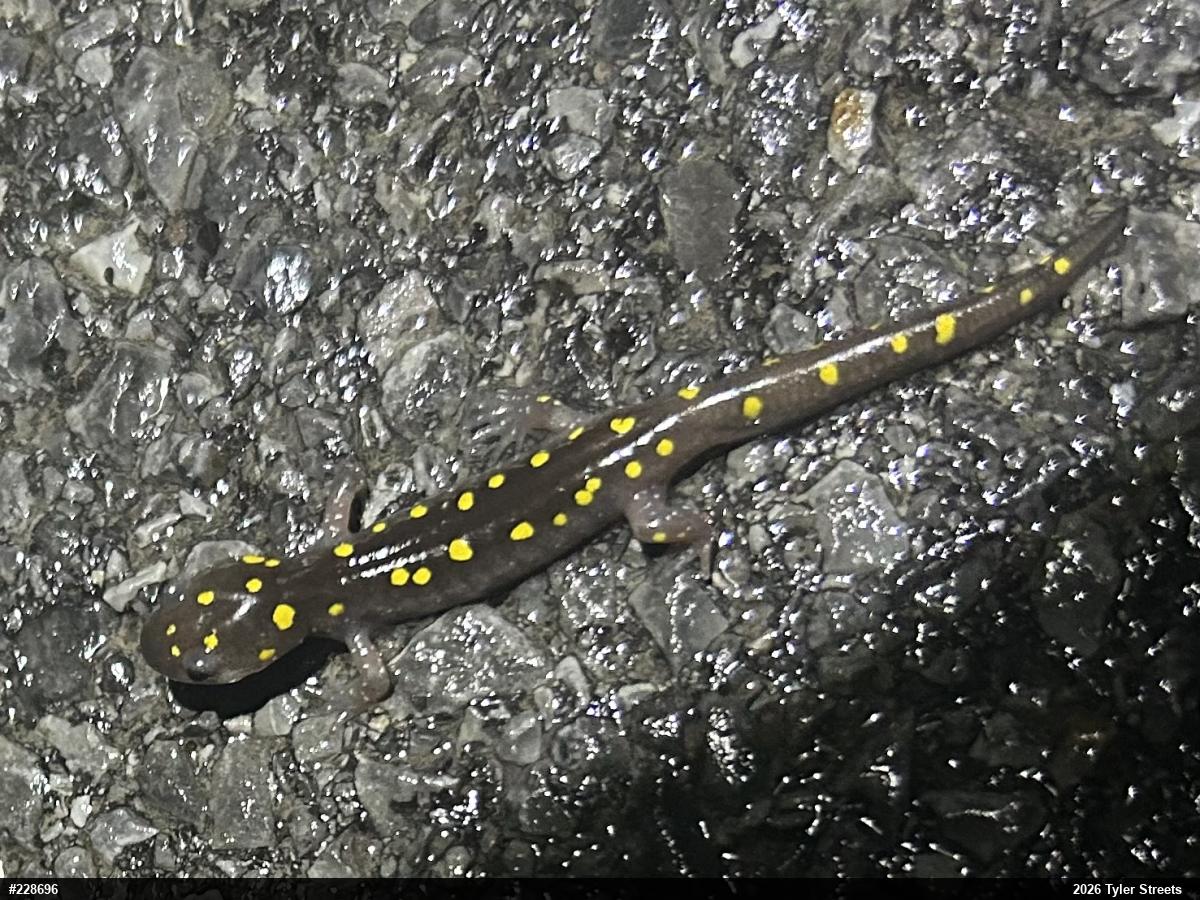 Spotted Salamander