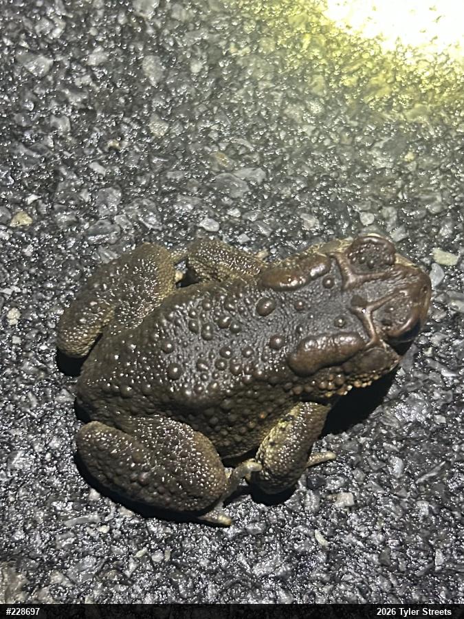 Eastern American Toad