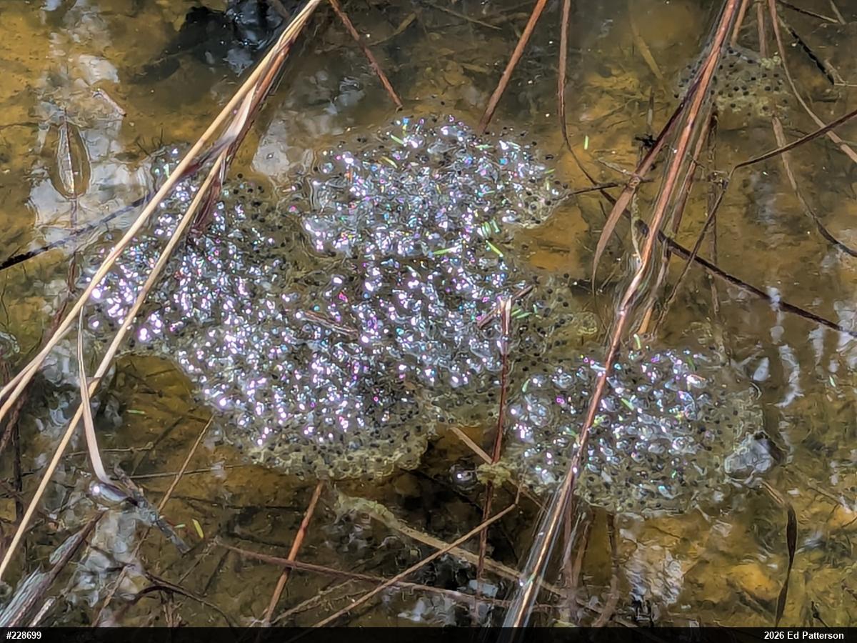 Wood Frog