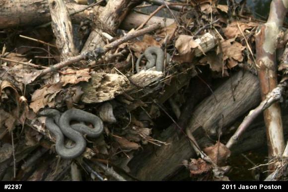 Northern Watersnake