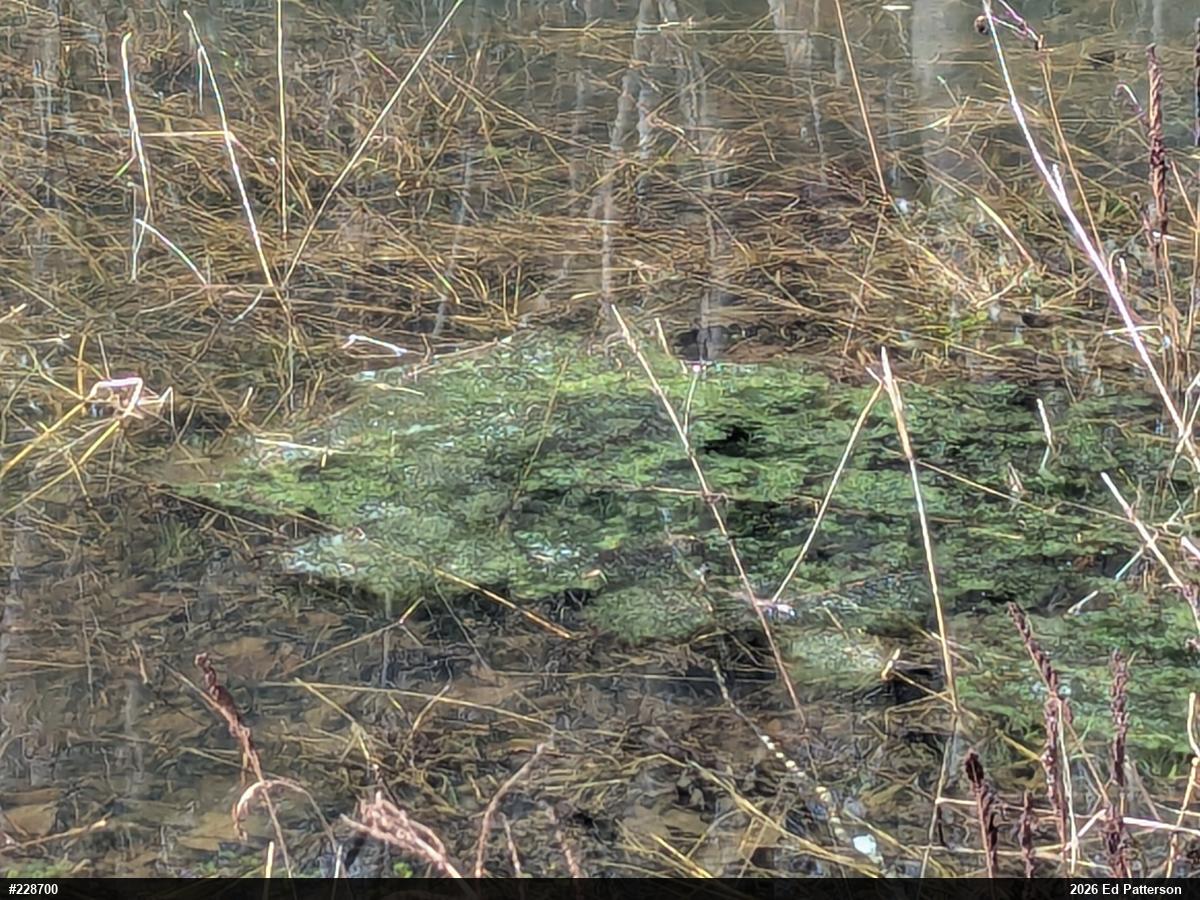 Wood Frog