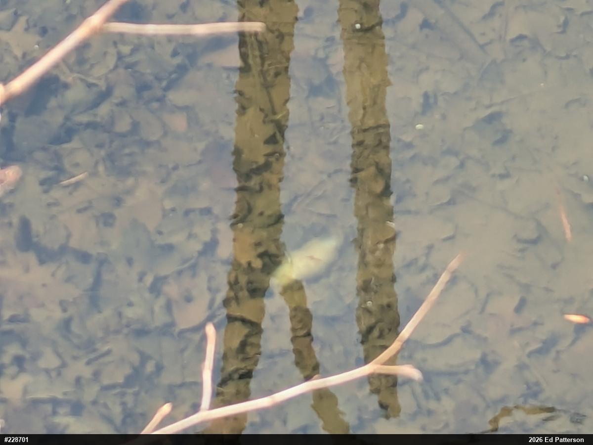 Spotted Salamander