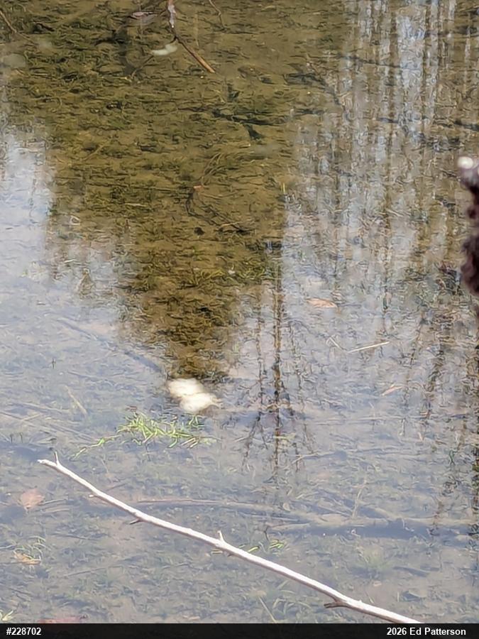 Spotted Salamander