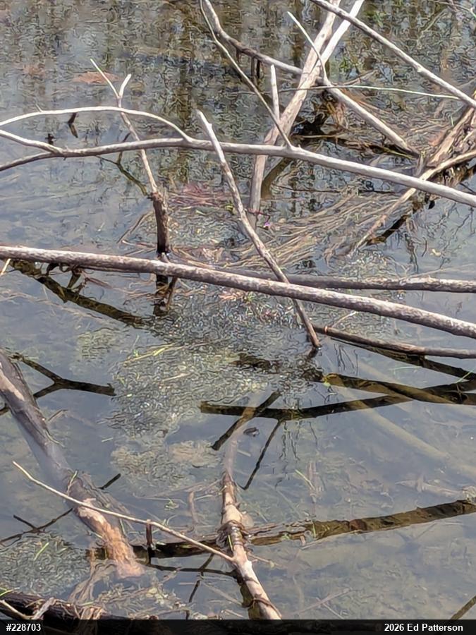 Wood Frog