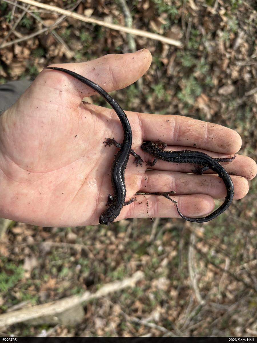Wehrle's Salamander