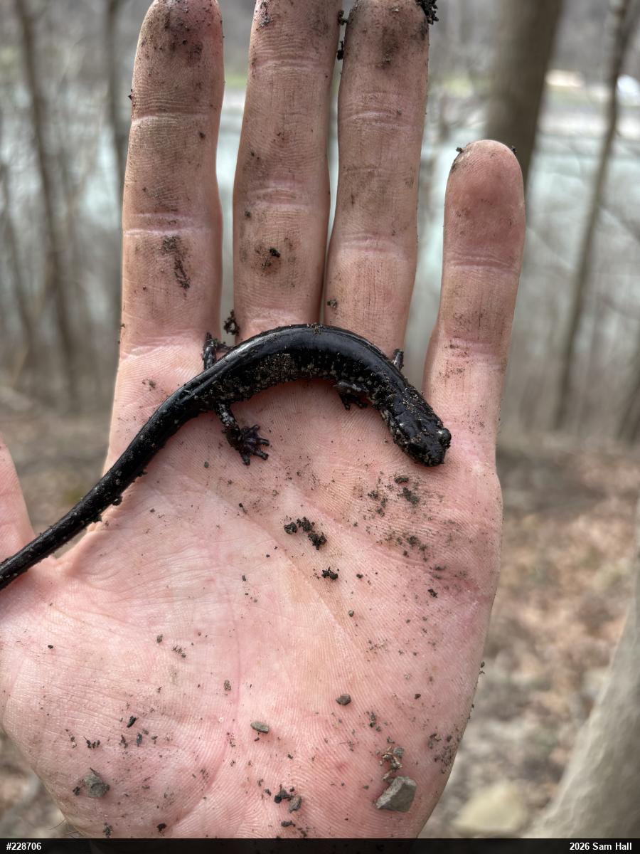 Wehrle's Salamander