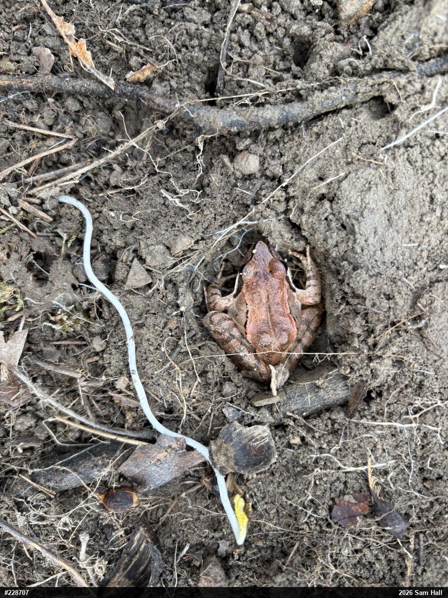 Wood Frog