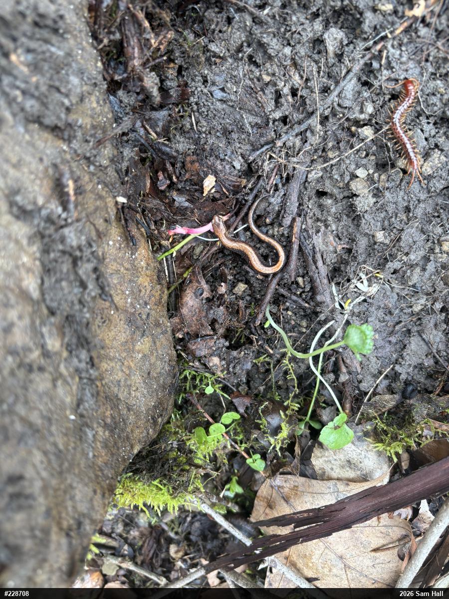 Eastern Red-backed  Salamander