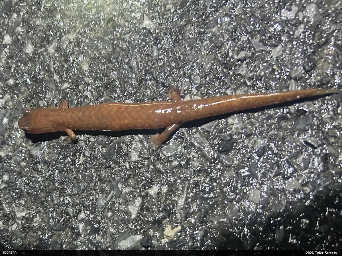 Northern Spring Salamander